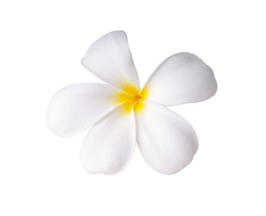 Beyaz plumeria