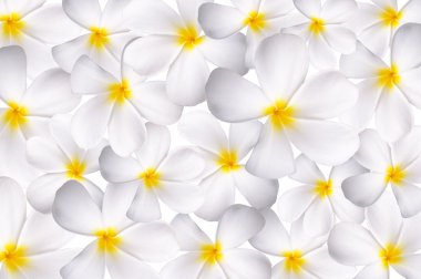 Beyaz plumeria