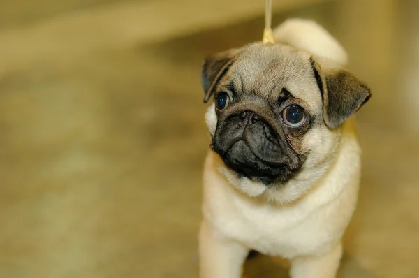 Anjing pug — Stok Foto