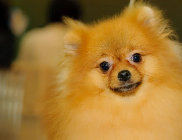 Pomeranian — Stok Foto