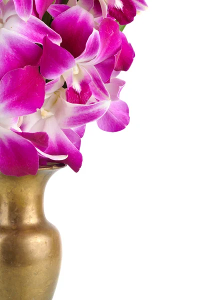 Pink orchid flower — Stock Photo, Image