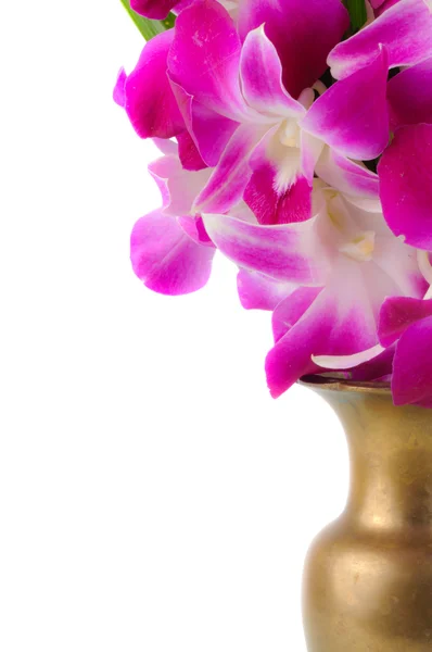 Flor de orquídea rosa — Fotografia de Stock