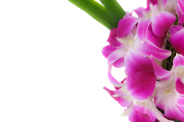 Pink orchid flower — Stock Photo, Image