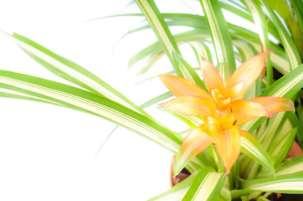 Tropical flower — Stock Photo, Image