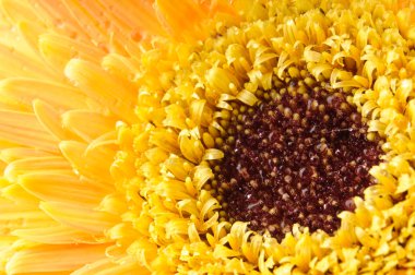 Sarı papatya gerbera