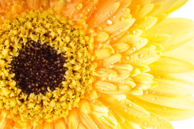 Sarı papatya gerbera