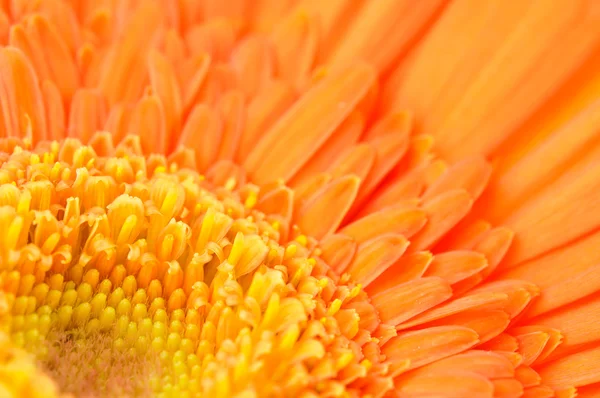 橙色雏菊非洲菊 — 图库照片