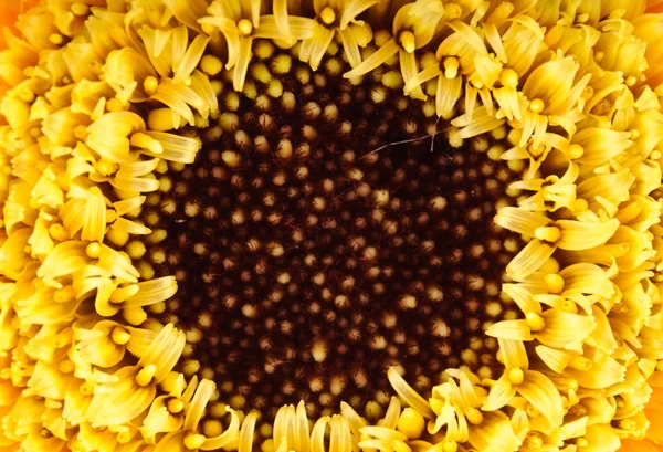 Margarita amarilla-gerbera — Foto de Stock