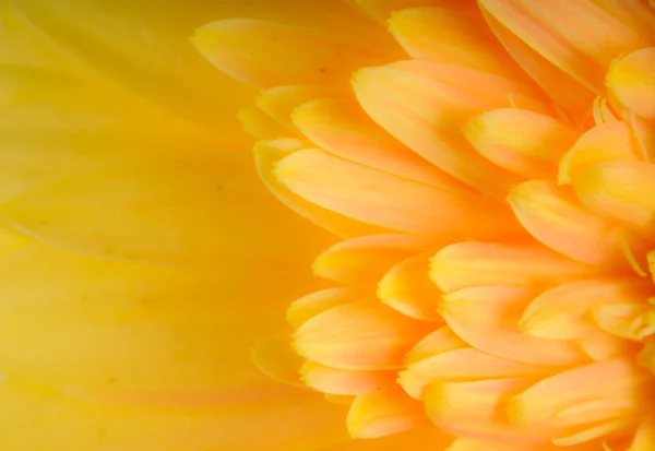 Yellow daisy-gerbera — Stock Photo, Image