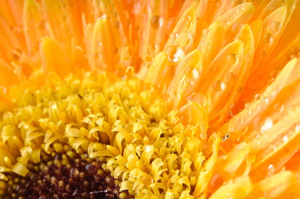 黄色雏菊非洲菊 — 图库照片