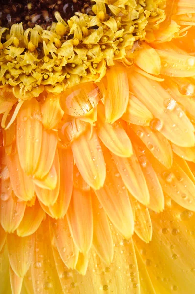 Yellow daisy-gerbera — Stock Photo, Image