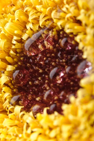 Margarita amarilla-gerbera —  Fotos de Stock