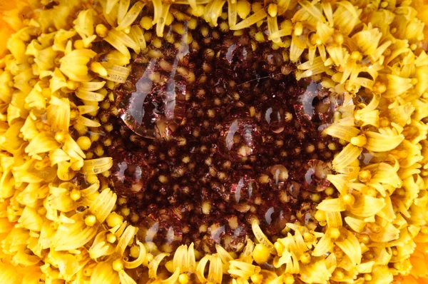 Žlutá gerbera sedmikrásky — Stock fotografie