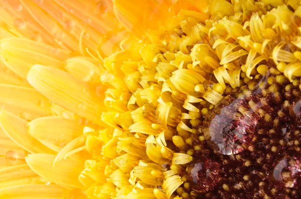 Sarı papatya gerbera — Stok fotoğraf