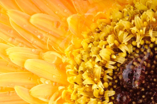 Żółty stokrotka gerbera — Zdjęcie stockowe