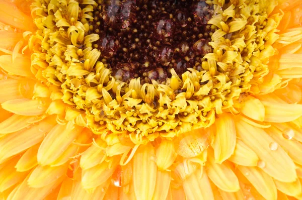 Sarı papatya gerbera — Stok fotoğraf