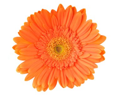 turuncu papatya gerbera