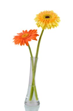 turuncu ve sarı papatya gerbera