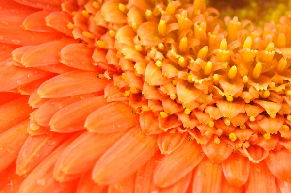 Orange daisy-gerbera — Stock Photo, Image