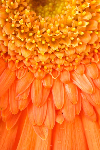 Orange daisy-gerbera — Stock Photo, Image