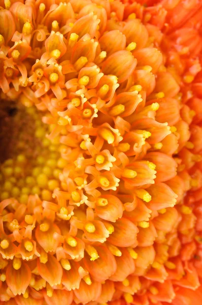 Orange daisy-gerbera — Stock Photo, Image