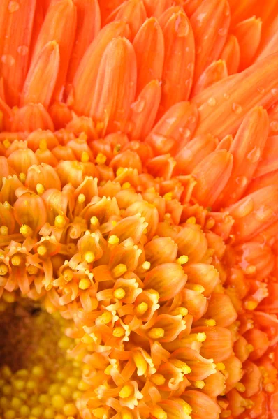 Pomarańczowy stokrotka gerbera — Zdjęcie stockowe