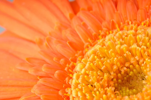 Orange daisy-gerbera — Stock Photo, Image