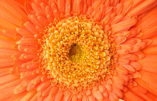 Orange daisy-gerbera — Stock Photo, Image