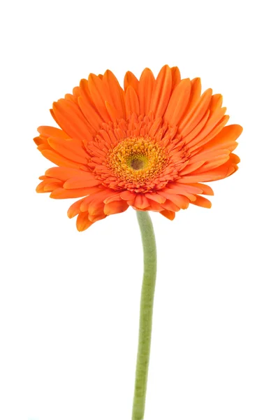 Orange daisy-gerbera — Stockfoto
