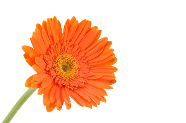 Orange daisy-gerbera — Stockfoto