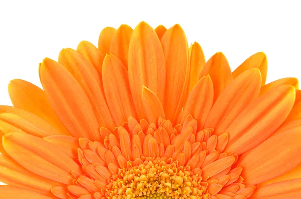 Orange daisy-gerbera — Stock Photo, Image