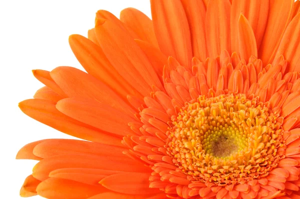 Orange daisy-gerbera — Stock Photo, Image