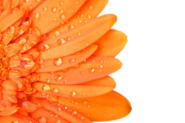 Margarita-gerberas de naranja —  Fotos de Stock