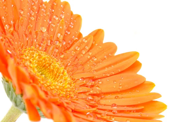 Orange daisy-gerbera — Stock Photo, Image