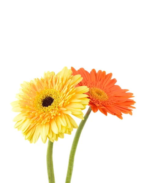 Orange and yellow daisy-gerbera — Stock Photo, Image