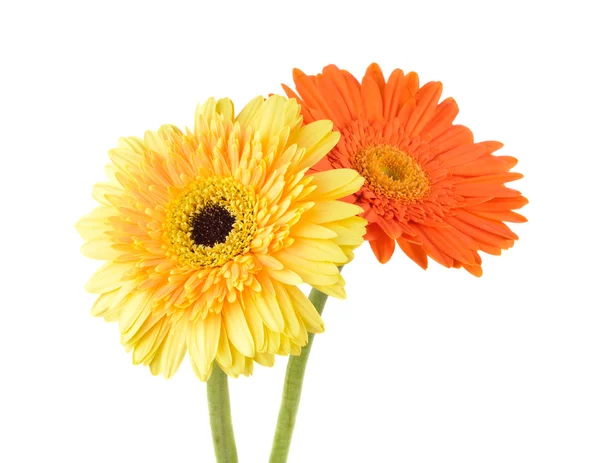 Orange och gula daisy-gerbera — Stockfoto