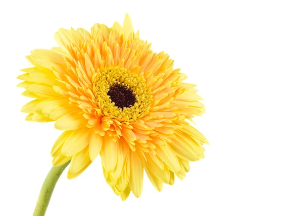 Yellow daisy-gerbera — Stock Photo, Image