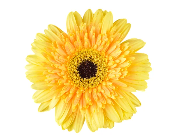 Marguerite-gerbera jaune — Photo