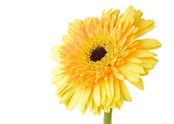 Yellow daisy-gerbera — Stock Photo, Image