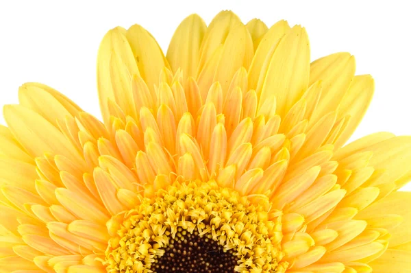 Yellow daisy-gerbera — Stock Photo, Image