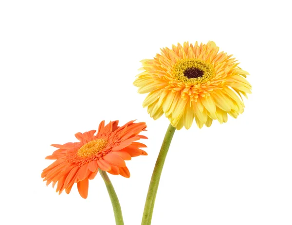 Orange and yellow daisy-gerbera — Stock Photo, Image