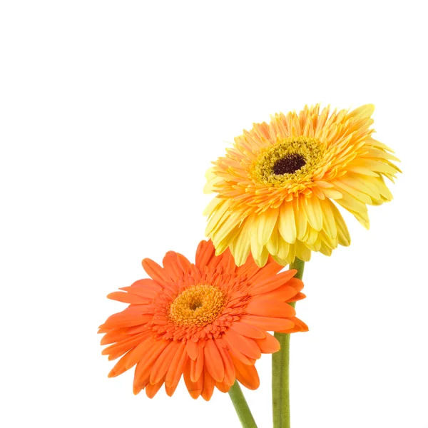 Orange and yellow daisy-gerbera — Stock Photo, Image