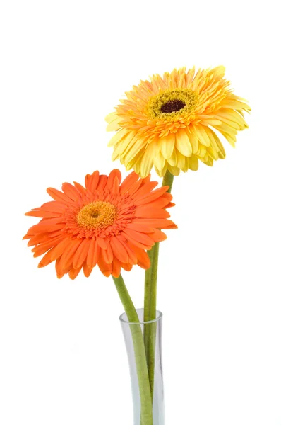 Orange och gula daisy-gerbera — Stockfoto