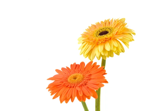 Orange and yellow daisy-gerbera — Stock Photo, Image