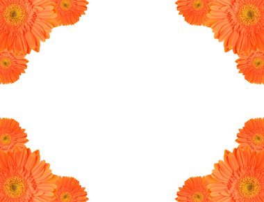 turuncu papatya gerbera çerçeve