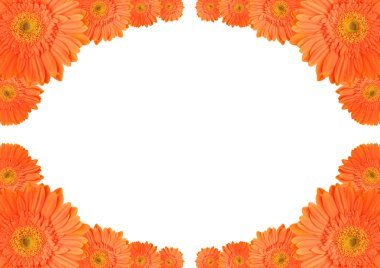 turuncu papatya çerçeve