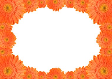 turuncu papatya çerçeve