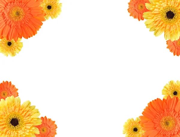 Gelbe und orangefarbene Margerite-Gerbera-Rahmen — Stockfoto