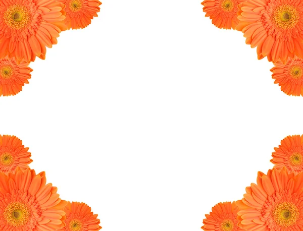 Oranje daisy-gerbera frame — Stockfoto