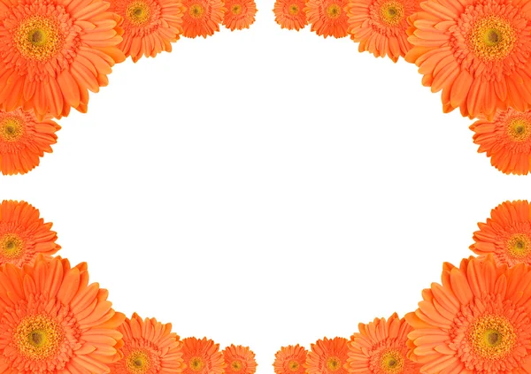 Oranje daisy frame — Stockfoto